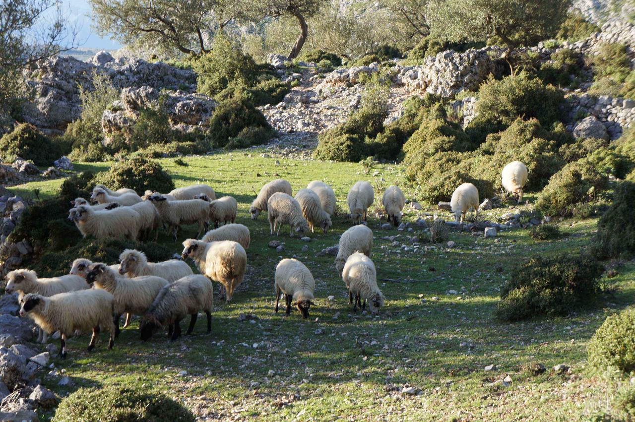 Les Villas De Qeparo Dış mekan fotoğraf